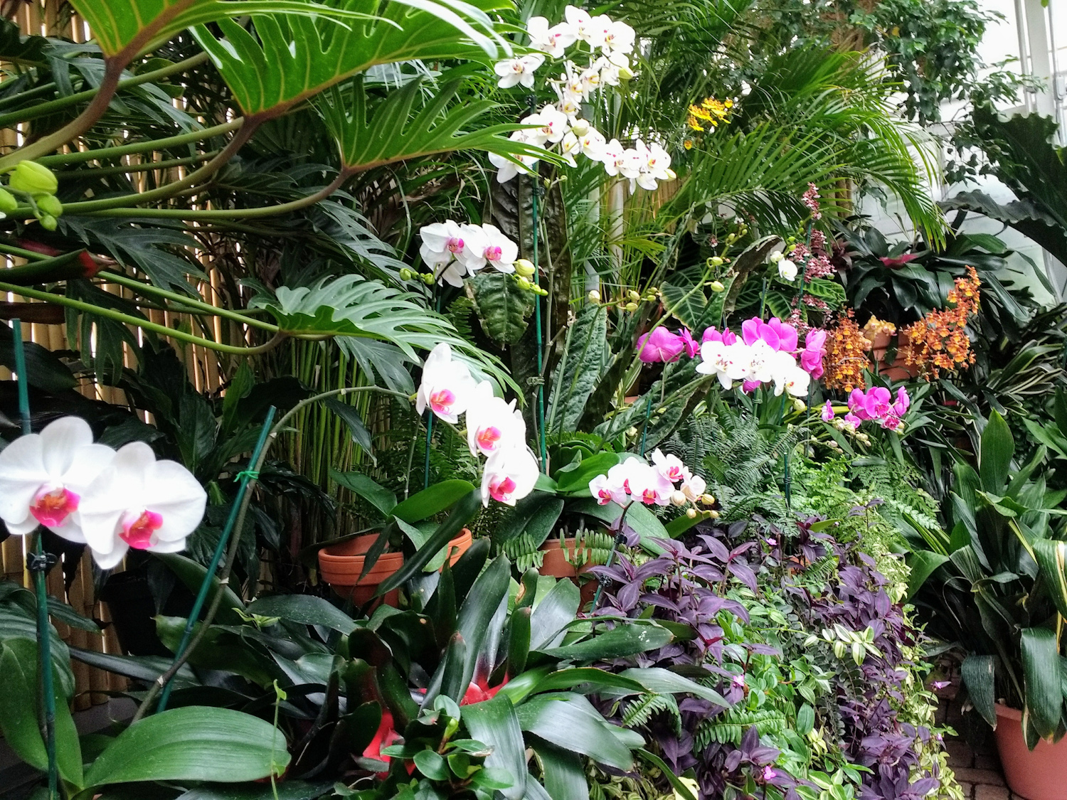 Conservatory orchids